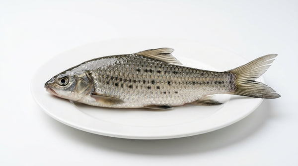 Mangala Fish